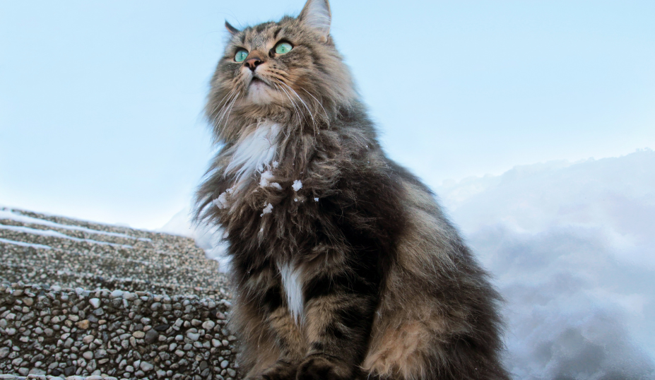 When to Be Concerned About Your Cat’s Meowing? 